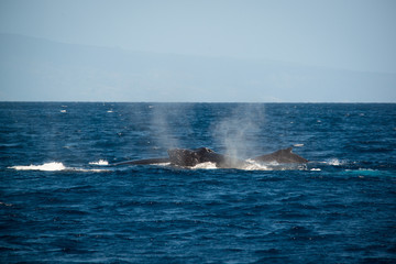 Humpback whales during breeding season, Maui, Hawaii