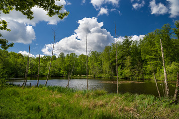 Obraz premium See im Raakmoor Hamburg Langenhorn Frühling Totholz sonnig