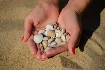 The girl is holding seashells on a sandy beach.