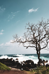 Silhouette tree with tropical sea, ocean backdrop