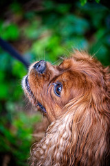 Portrait of a Cavalier King Charles Spaniel dog