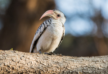 Portrait of a beautifull Northern red-billed hornbill, with huge beak sitting on the branch. Namibia. Africa