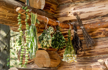 bunches of chamomile, mint, and other medicinal herbs suspended for drying on a wooden wall