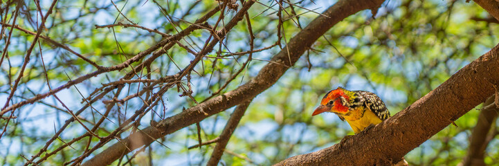 Colorful red-and-yellow Barbet sitting on a branch at Tarangire National Park, panorama view