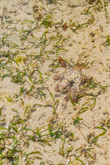 A colorful large octopus climbs along the beach sand in Kenya, vertical