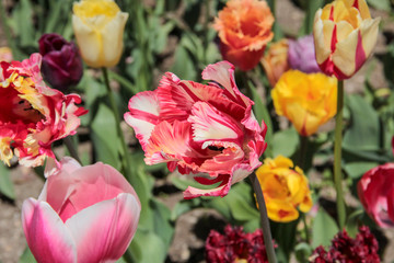 Tulip season. Bright fresh spring flowers tulips on blurred background. Beautiful multicolored red tulip blooming in garden. Tulips on the flower bed. parrot shape tulip