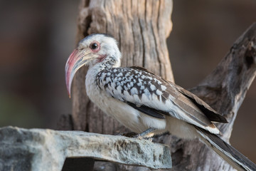 Portrait of a beautifull Northern red-billed hornbill, with huge beak sitting on the branch. Namibia. Africa