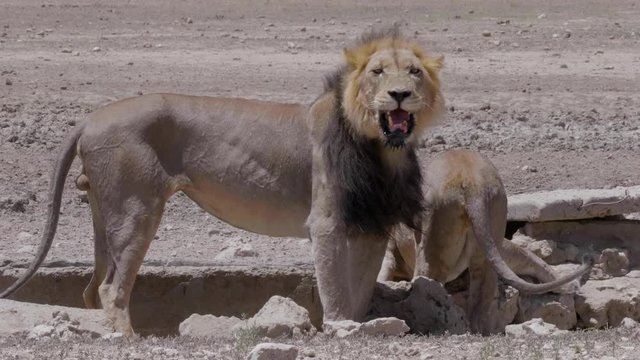 A Pair Of Mating Lions Drinking By The Manmade Waterhole In Kgalagadi, South Africa - closeup shot