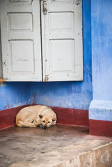 Soi street dog in a door way With colourful wall and white shutters behind