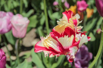 Tulip season. Bright fresh spring flowers tulips on blurred background. Beautiful multicolored red tulip blooming in garden. Tulips on the flower bed. parrot shape tulip