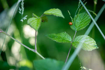 Coccinelle sur une feuille