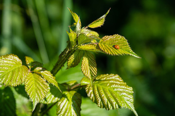 Coccinelle sur une feuille