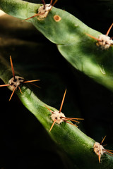 closeup detail of cacti thorns