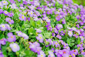 purple and white flowers