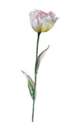 Artificial terry tulip on white background