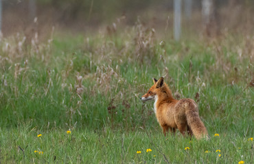 Red fox (Vulpes vulpes) watching