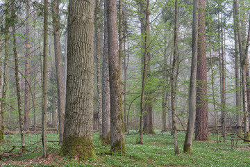 Deciduous forest in springtime before sunrise