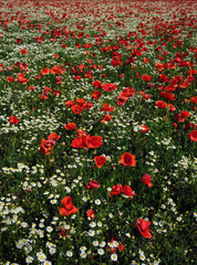 Poppies and Daisy field in Italy