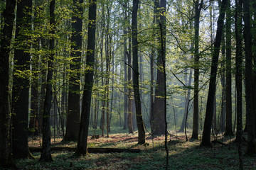 Deciduous forest in springtime sunrise
