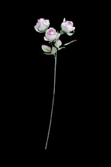 Artificial pink rose on black background