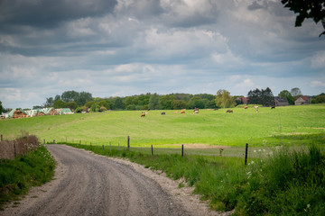 Fototapeta na wymiar a landscape shot with a path and cows on a pasture with cloudy sky