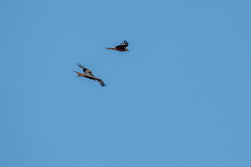 red kite flies in the blue sky in search of prey