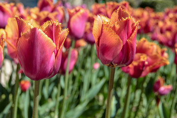 Tulip season. Bright fresh spring flowers tulips on blurred background. Beautiful multicolored pink and orange tulip blooming in garden. Tulips on the flower bed. parrot shape tulip
