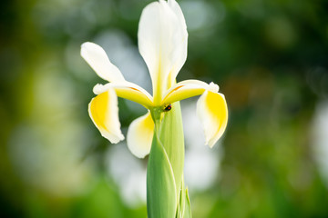 アヤメとテントウムシ