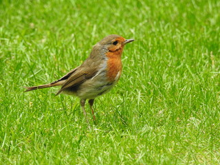 robin on washing line