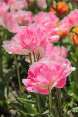 Pink tulips against green foliage. Pink tulips field. Flowers in spring blooming blossom scene. Pink hybrid tulips background. Tulip backdrop. Bicolor tulips.