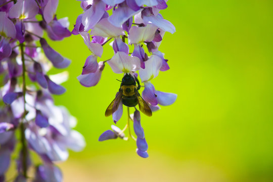 Bee at the Wisteria
