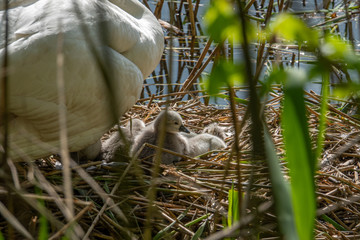  swan with its little chicks is in a nest