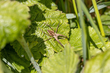 brown list spider lurks on a leaf for prey