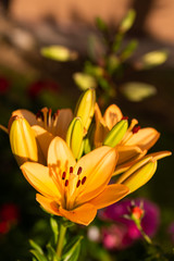 Yellow Madonna lily flower Lilium candidum with buds in nature. Background in nature. Detailed closup shoot in sun.