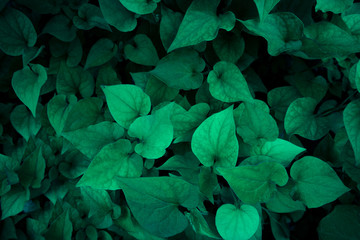 Abstract blurred leaves texture background.