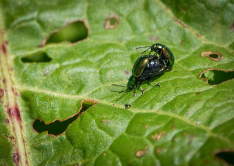 Metallic green, reddish or also bluish shining dock beetle, females at mating season with swollen, black abdomen