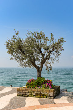 Olive Tree In A Stone Flower Bed On The Edge Of A Lake