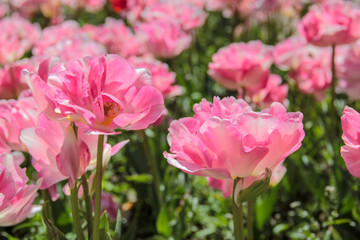 Pink tulips against green foliage. Pink tulips field. Flowers in spring blooming blossom scene. Pink hybrid tulips background. Tulip backdrop. Bicolor tulips.