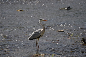 Gray Heron of the Samcheoncheon Stream in Jeonju-si, South Korea.