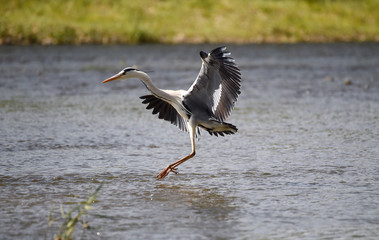 Gray Heron of the Samcheoncheon Stream in Jeonju-si, South Korea.