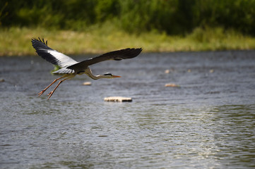 Gray Heron of the Samcheoncheon Stream in Jeonju-si, South Korea.