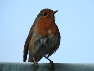 robin on washing line