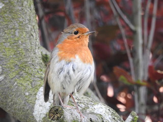 robin in the garden