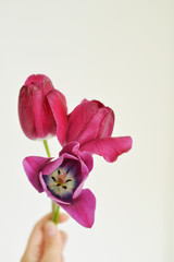 Fototapeta na wymiar Dark pink and violet tulips on the white background
