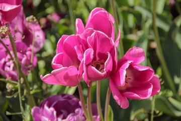 Obraz premium Tulip season. Bright fresh spring flowers tulips on blurred background. Beautiful pink tulip blooming in garden. Tulips on the flower bed.