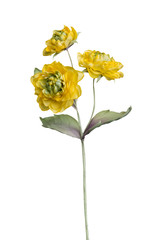 Obraz premium Artificial heliopsis flower on white background