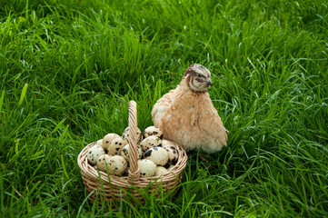 Beautiful quail bird and a basket with quail eggs close-up on the green grass in summer. Quail farm
