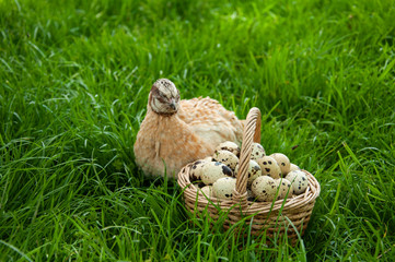 Beautiful quail bird and a basket with quail eggs close-up on the green grass in summer. Quail farm