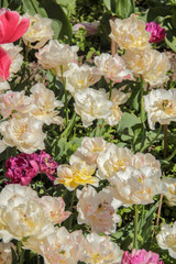White tulips against green foliage. Pink tulips field. Flowers in spring blooming blossom scene. Pink hybrid tulips background. Tulip backdrop. Bicolor tulips.