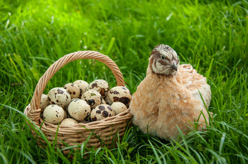Beautiful quail bird and a basket with quail eggs close-up on the green grass in summer. Quail farm